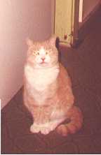 Bootsie sitting pretty