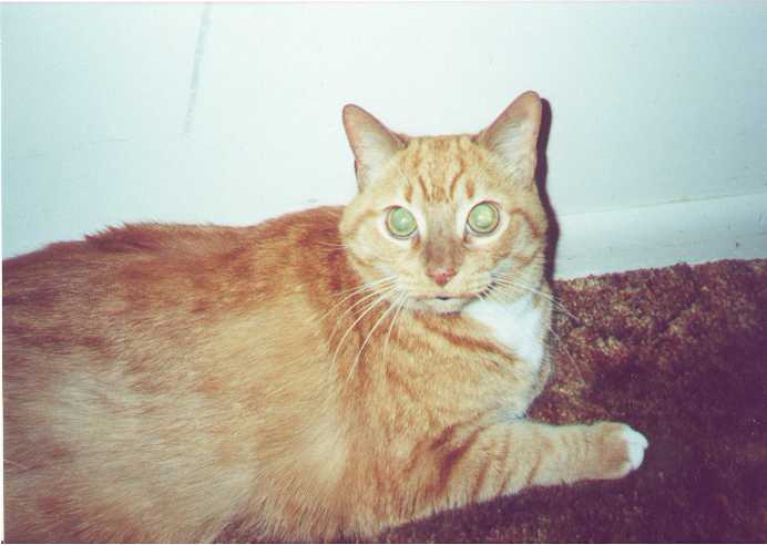 Skippy