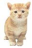 Cutest Little Kitten
