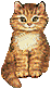Cute Kitten