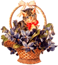 Pretty Kitten