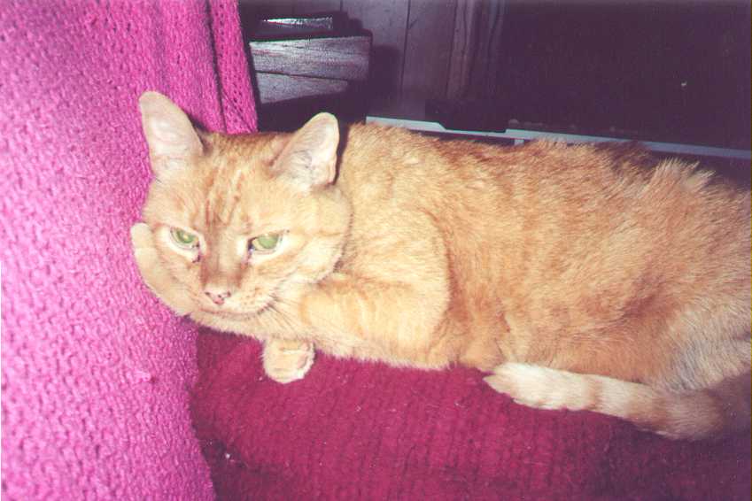 Cuddles posing