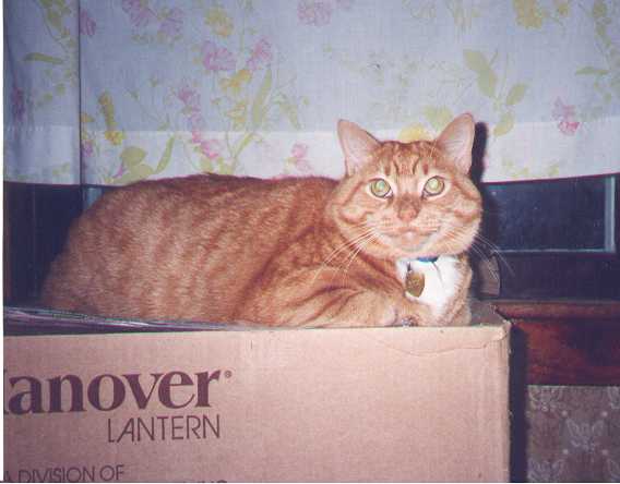 Boxed Skipper