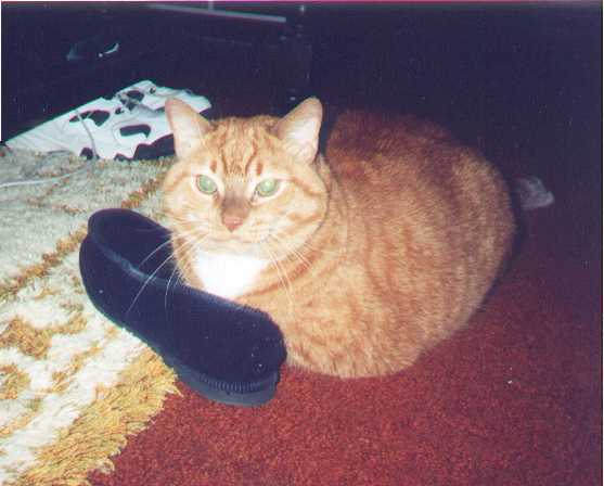 Skippy luvs his slippers!