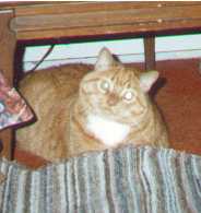 What'cha doing?
